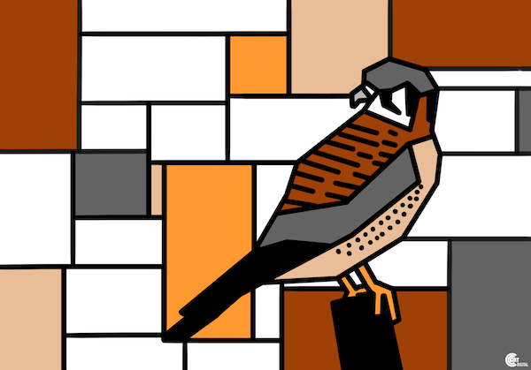 American Kestrel