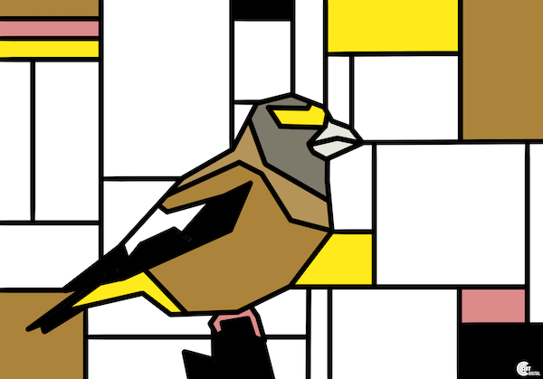 Evening Grosbeak