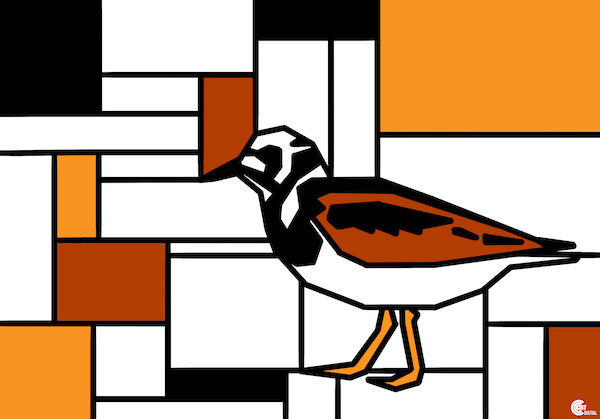 Ruddy Turnstone